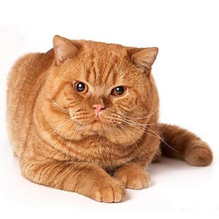 Британская короткошерстная кошка, красный окрас